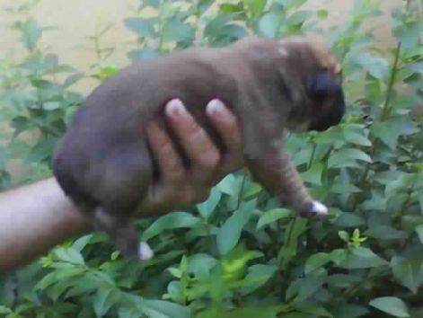 iv._boxer_vagy_tengerimalac.jpg